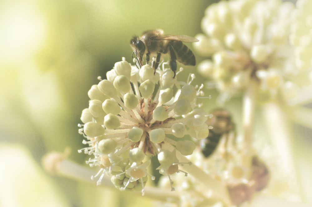 Bee on a flower