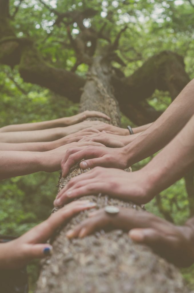 A variety of hands touching the trunk of a tree