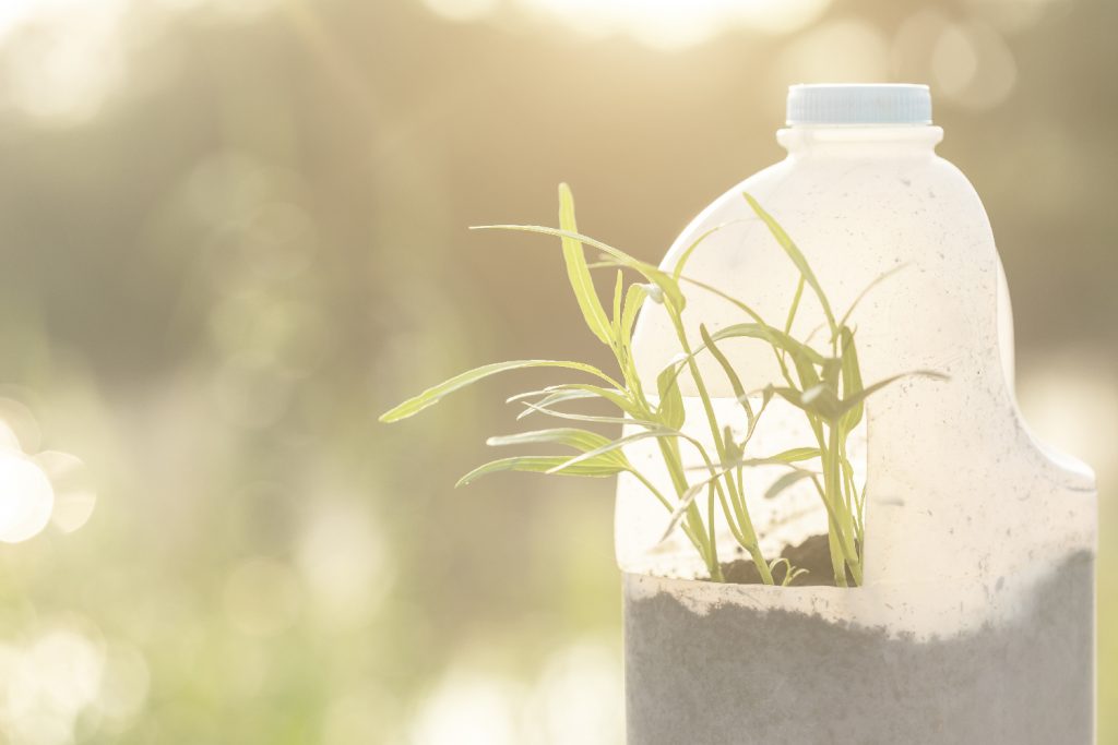 Plant growing in repurposed plastic container