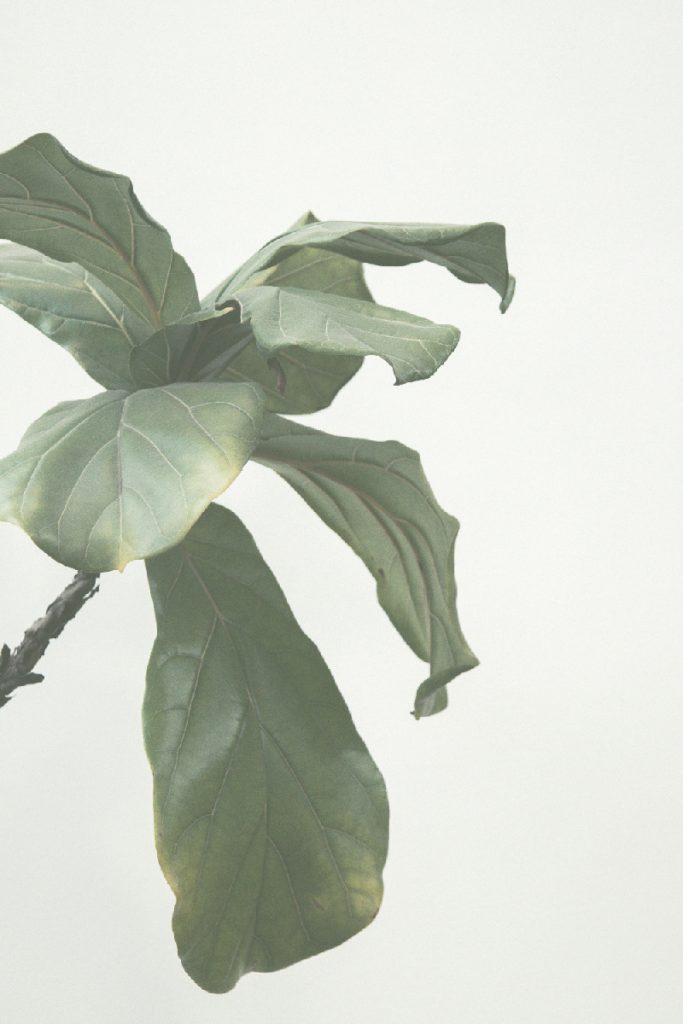 Tree with large leaves